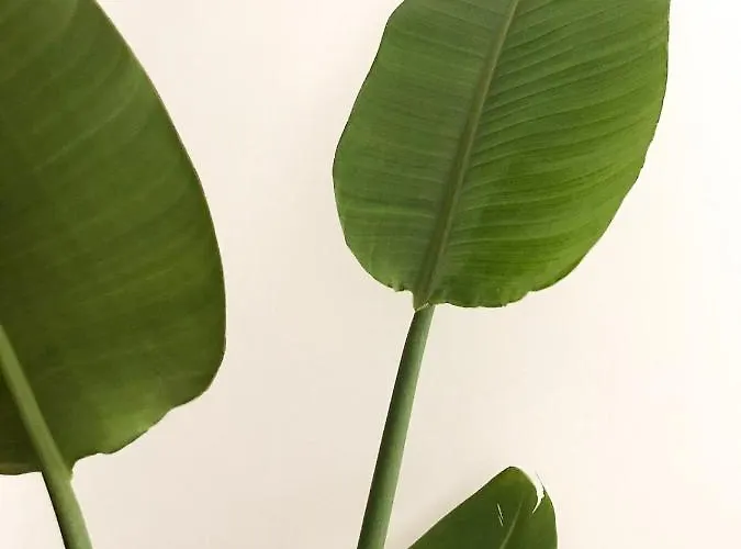 Viatorem טורה דל'אורסו