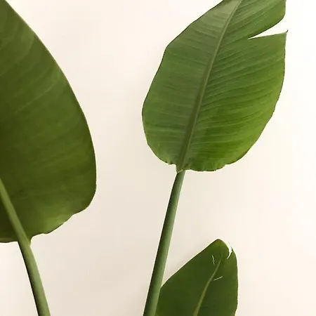 Viatorem Torre dell'Orso